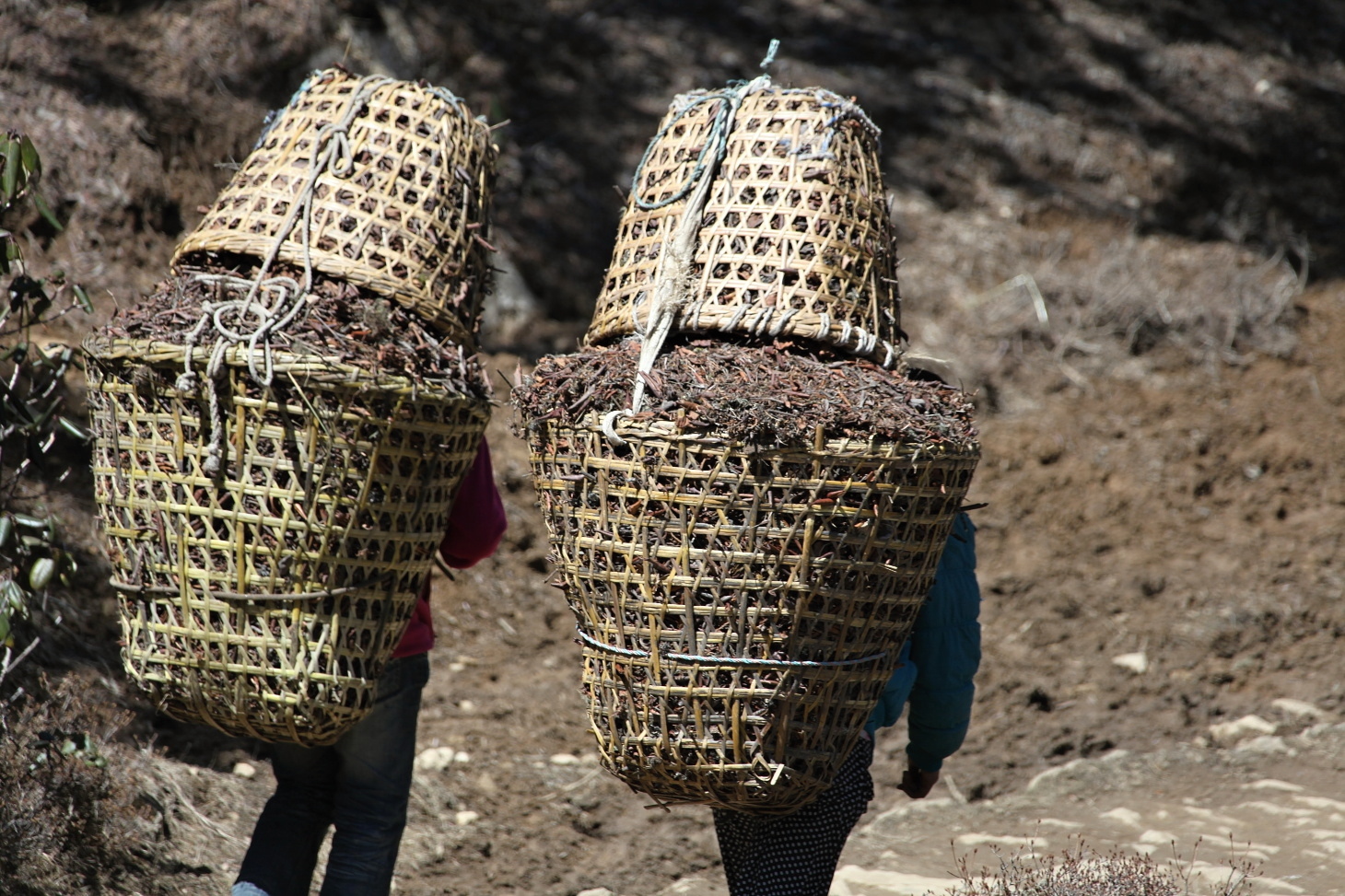 IMG_1229