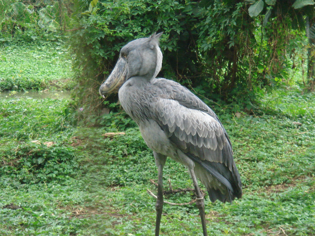 Uganda2008 (2)