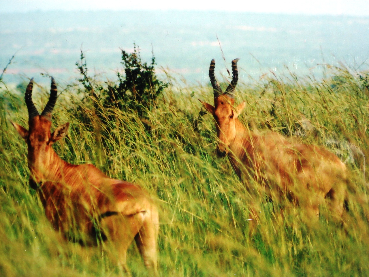 Uganda2008 (27)