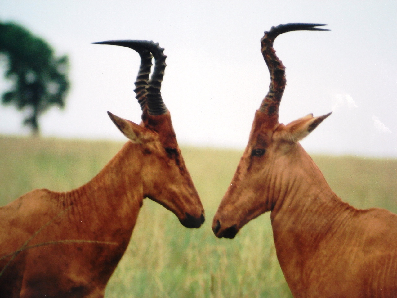 Uganda2008 (29)