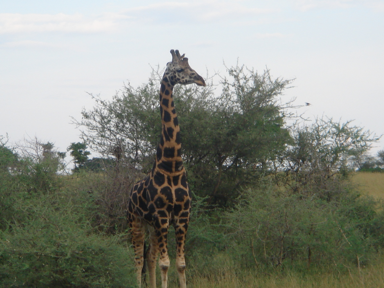 Uganda2008 (31)