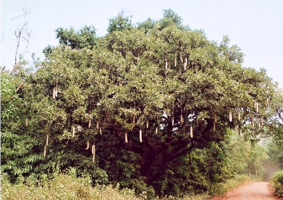 Manyara (4)