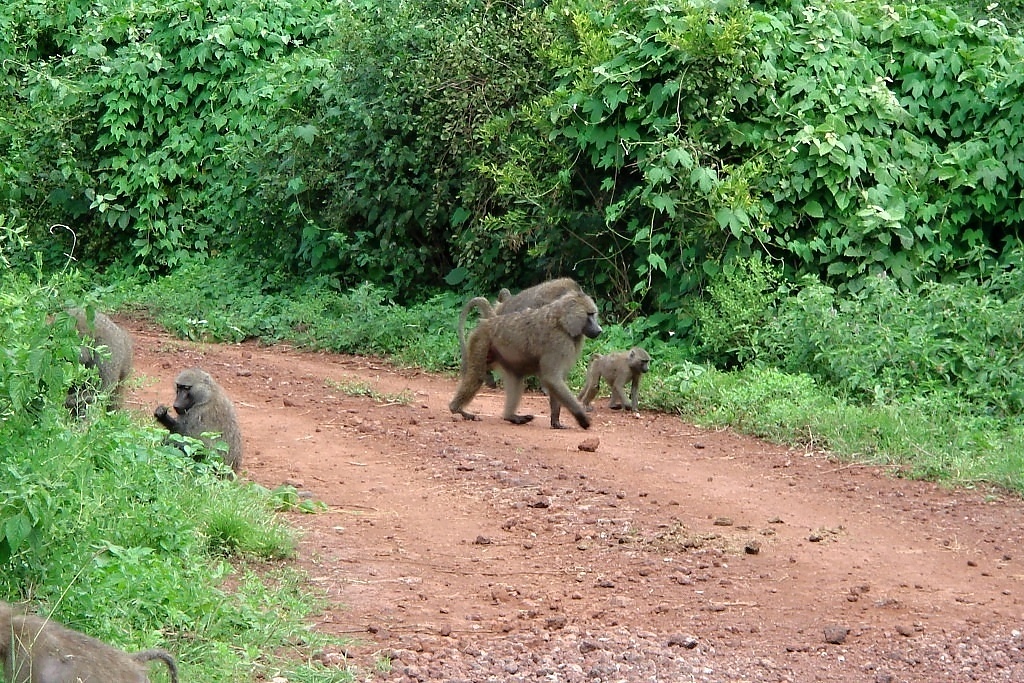 Manyara (5)