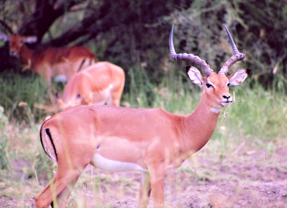 Manyara (9)