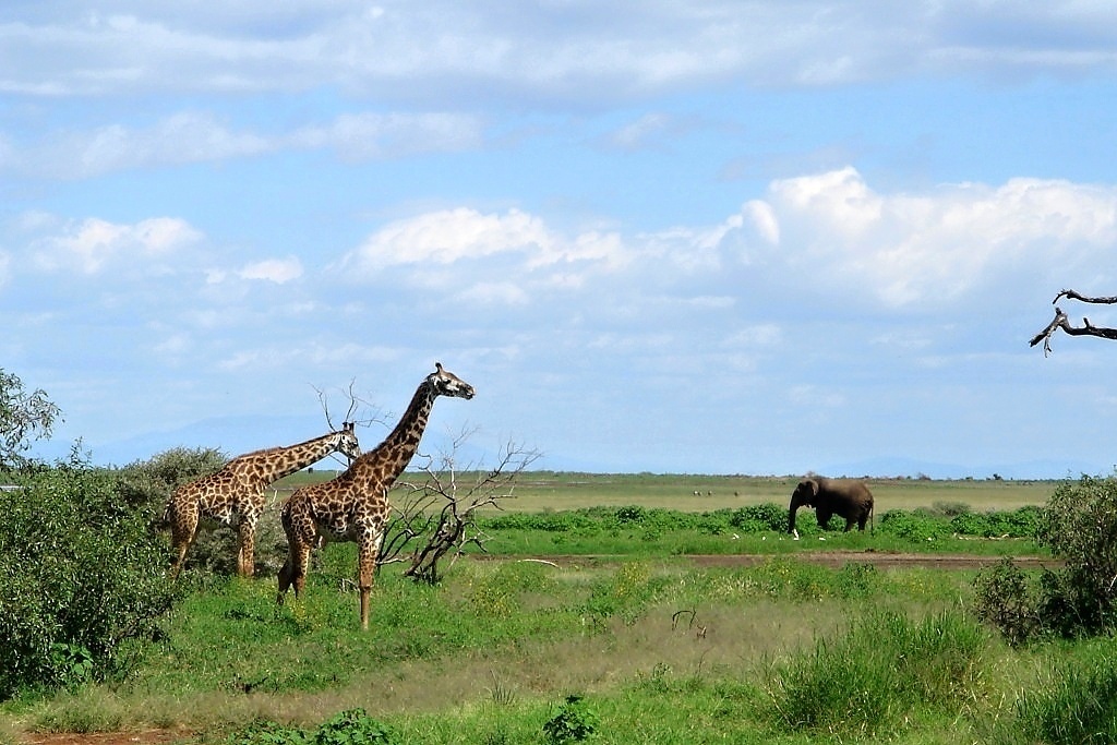 Manyara (10)