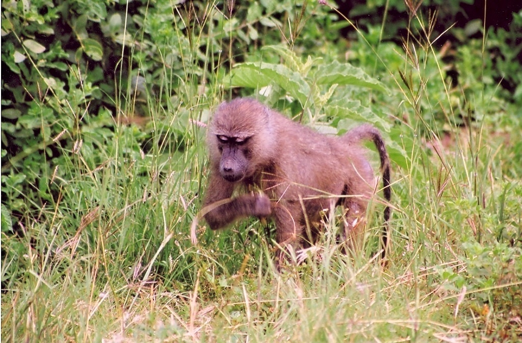 Manyara (12)