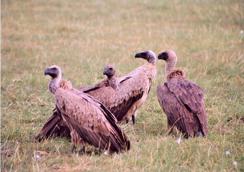 Manyara (13)
