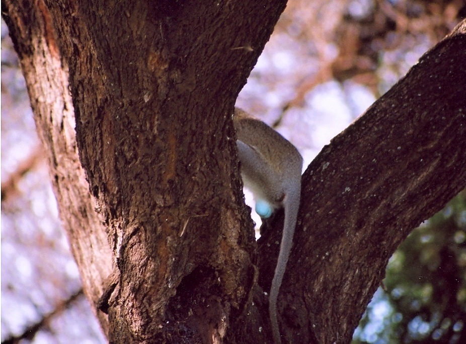 Manyara (14)