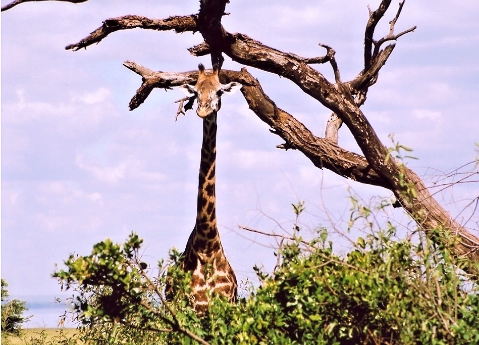 Manyara (15)