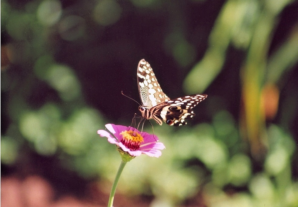 Manyara (16)