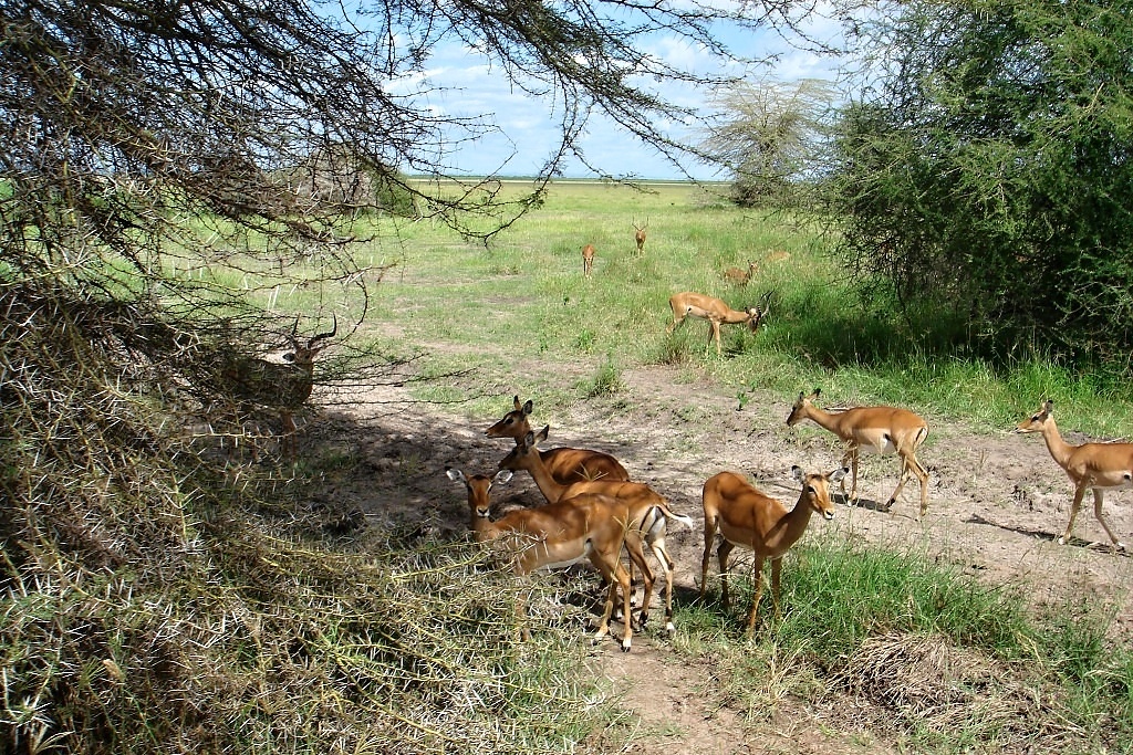 Manyara (18)