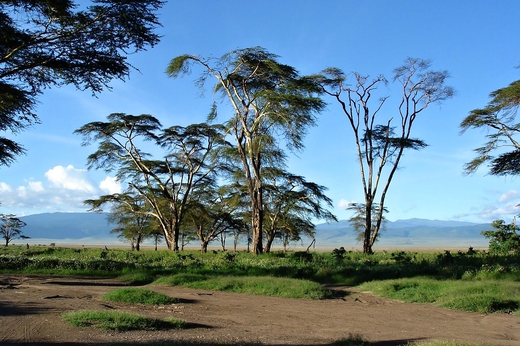 Ngoro Ngoro (20)