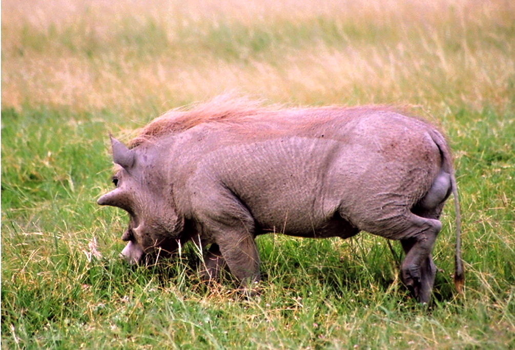 Ngoro Ngoro (5)
