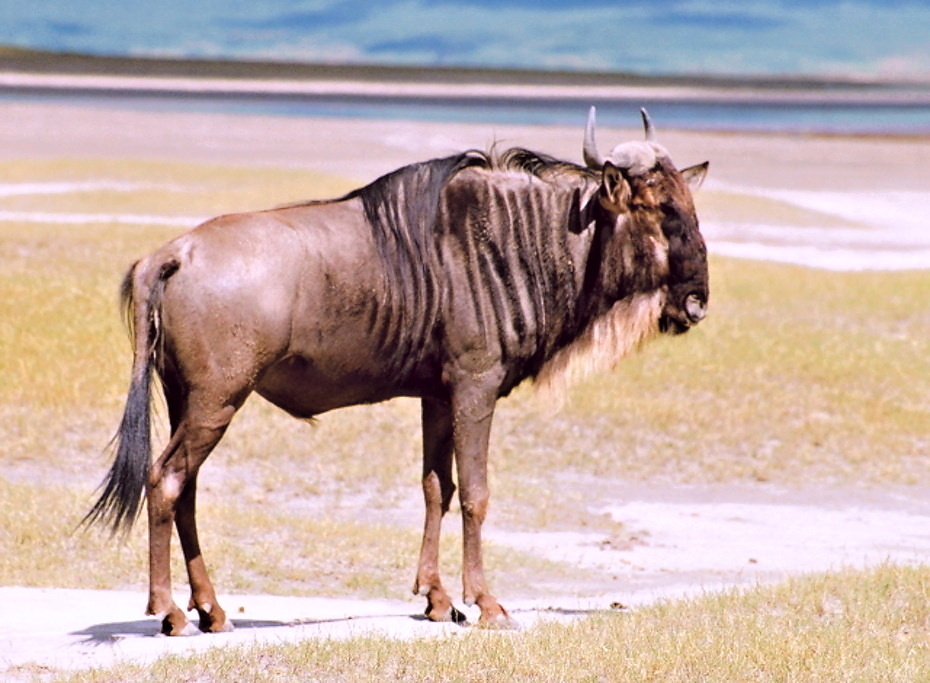 Ngoro Ngoro (6)