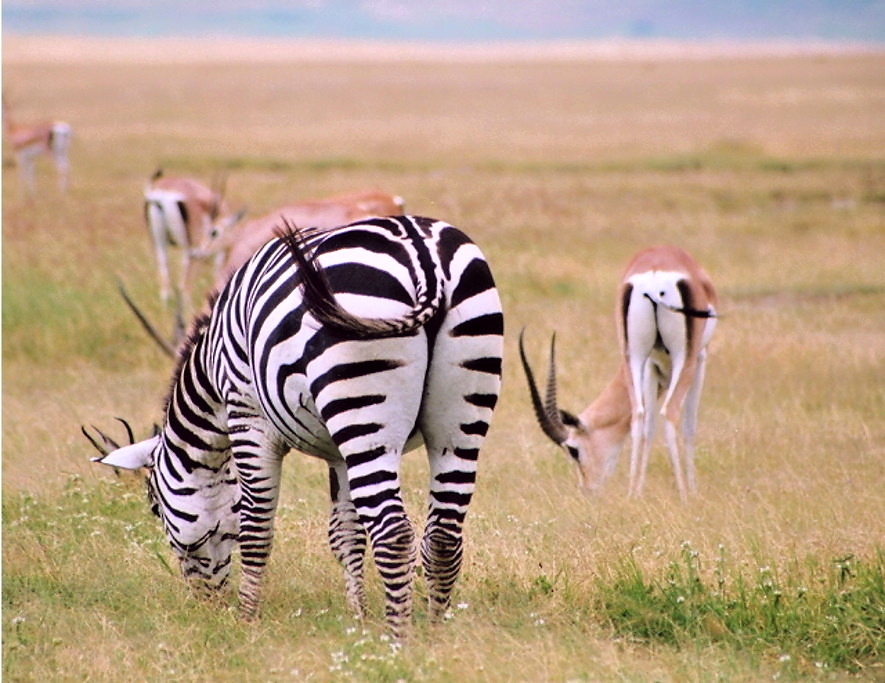 Ngoro Ngoro (7)