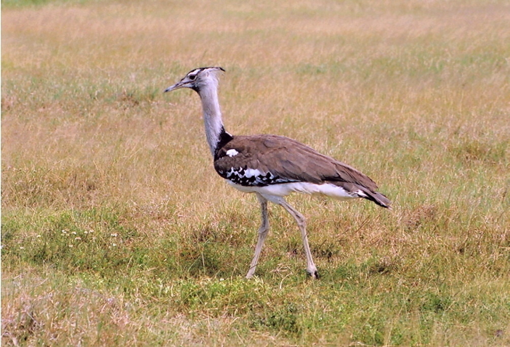Ngoro Ngoro (10)