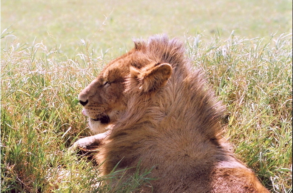 Ngoro Ngoro (11)
