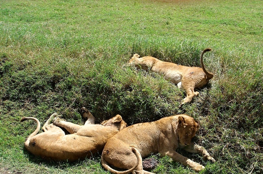 Ngoro Ngoro (13)