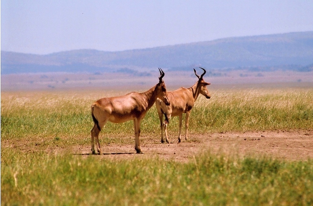 Ngoro Ngoro (17)