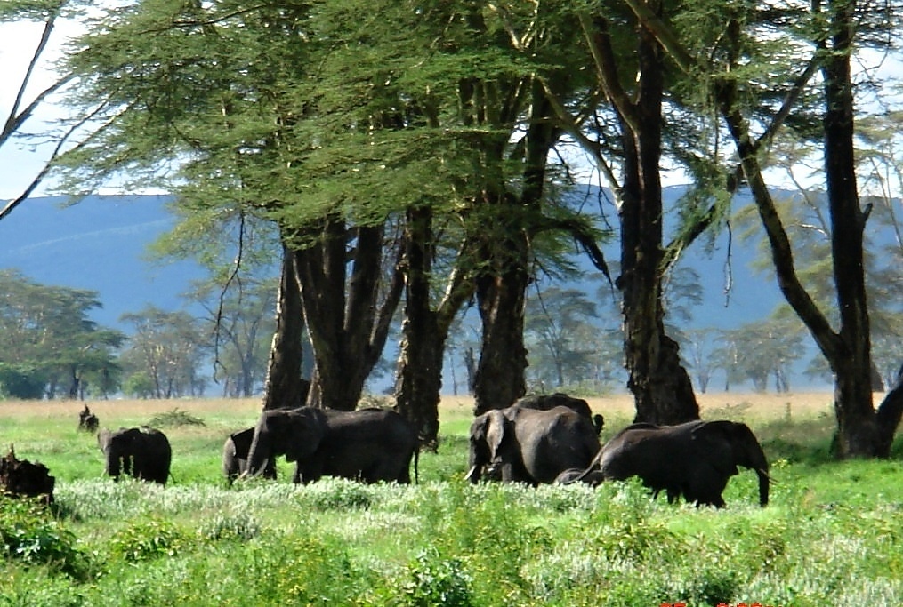 Ngoro Ngoro (18)
