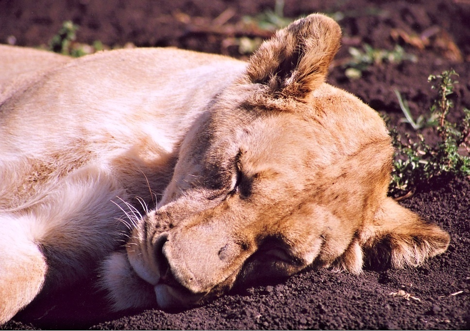 Ngoro Ngoro (19)