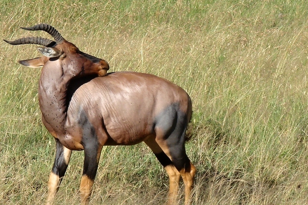 Serengeti (11)