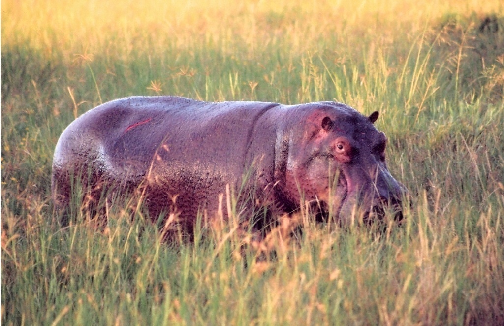 Serengeti (10)