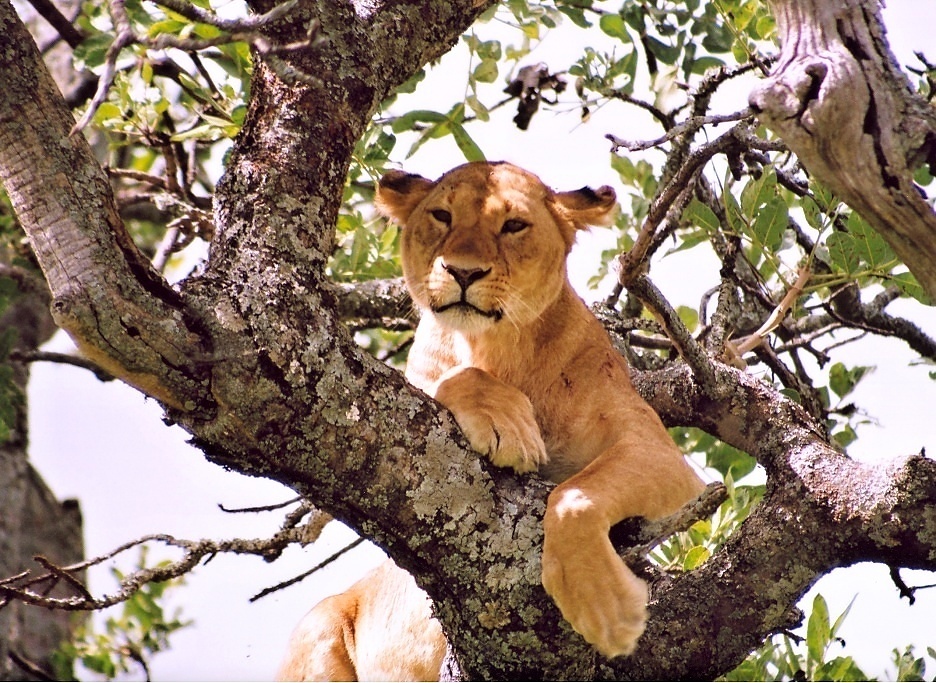 Serengeti.