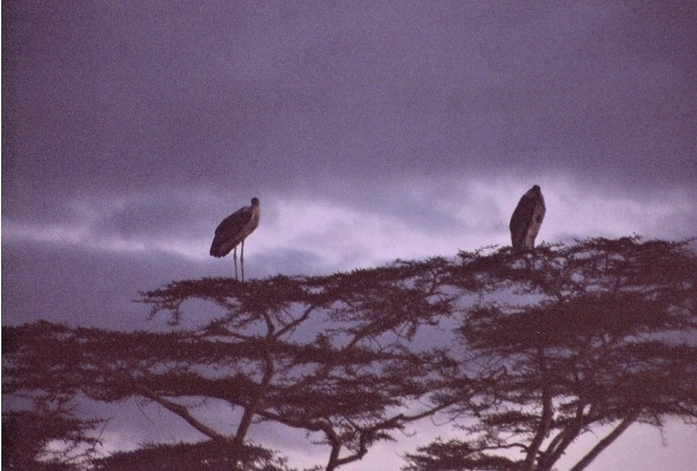Serengeti. (1)