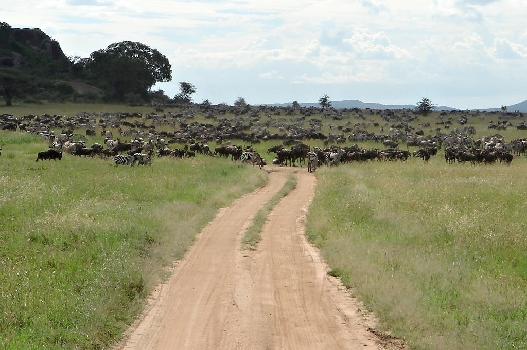 Serengeti