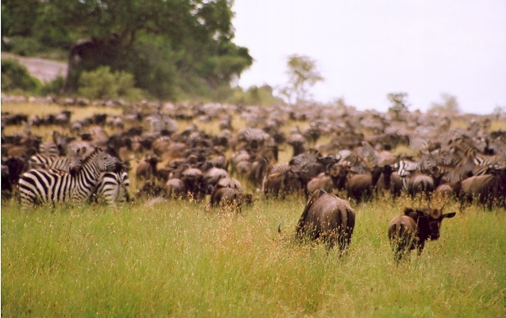 Serengeti (2)