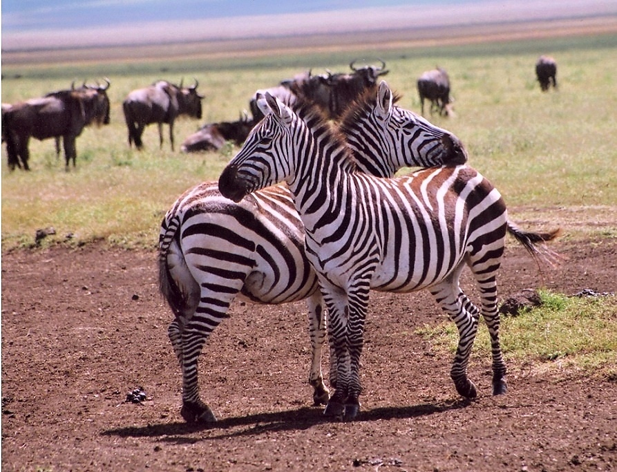 Serengeti (5)