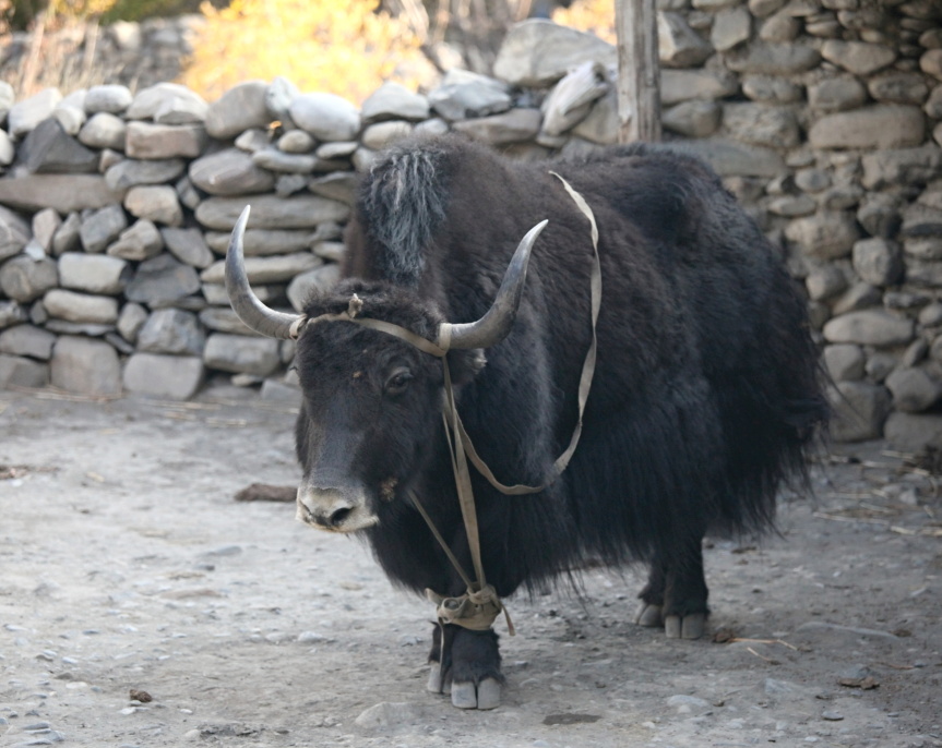 Kagbeni. (13)