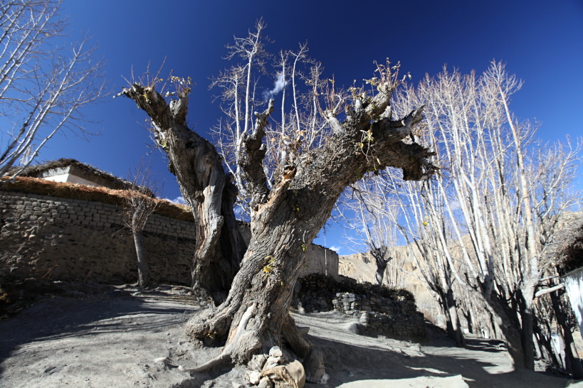 Dhakmar (10)